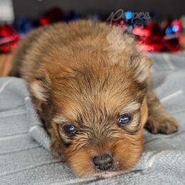 Pepper's Smells Like Teen Spirit - Spirit - Red sable female Pomeranian puppy in Plant City, Florida from Pepper's Pomeranians
