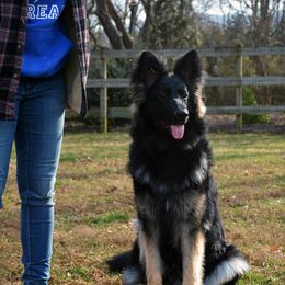 German Shepherd All Grown Up from Jane Dancosse's German Shepherds