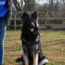 German Shepherd All Grown Up from Jane Dancosse's German Shepherds