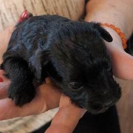 Tiny Tina - Black female Schnoodle puppy in Huron, Tennessee from Wilma's Paw-Paw Patch