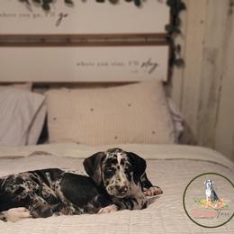 Catahoula Leopard Dog Puppies from Peach Tree Catahoulas