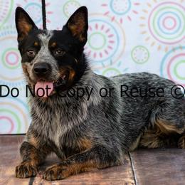 Raptor - Blue male Australian Cattle Dog puppy in Fairview, Oklahoma from Flying D