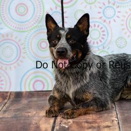 Raptor - Blue male Australian Cattle Dog puppy in Fairview, Oklahoma from Flying D