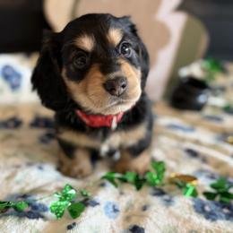 Bob - Black and tan male Dachshund puppy in Morristown, Tennessee from Hillside Hounds