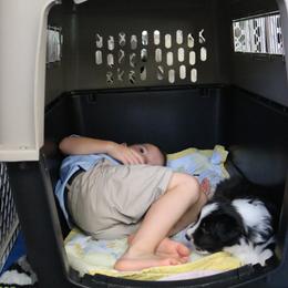 Border Collie Puppies from Top Notch Border Collies