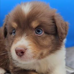 Yellow Collar RTM - Red tri-color male Miniature American Shepherd puppy in Lexington, Kentucky from Deuce's Den