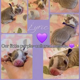 Lyric - Lilac female Boston Terrier puppy in Carriere, Mississippi from Nine Acre Boston's