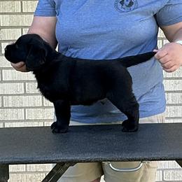 Labrador Retriever Puppies from Winterwynd Labradors