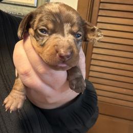 Peaches - Dapple female Dachshund puppy in Athens, Texas from County Road Puppies
