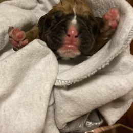 Boxer puppies from Toledo Bend Boxers