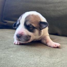 Boy 2 - White and badger male Great Pyrenees puppy in San Diego, California from McCarthy Ranchette LLC