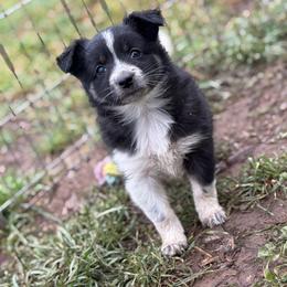 Taz - Black and white female Border Collie puppy in North Lakeport, California from Wild Rose Ranch