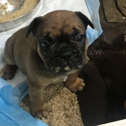 French Bulldog Puppies from PNW French Bulldogs