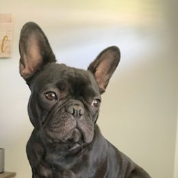 French Bulldogs from Heartland Frenchies