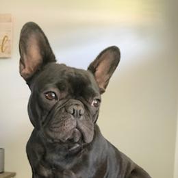 French Bulldogs from Heartland Frenchies