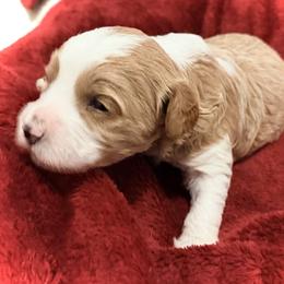 Charming - Red  male Goldendoodle puppy in Bradenton, Florida from Christianna’s Mini Goldendoodles
