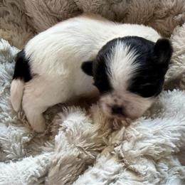 Oreo - Black and white male Shih Tzu puppy in Jacksonville, Florida from Michi Shih-Tzu