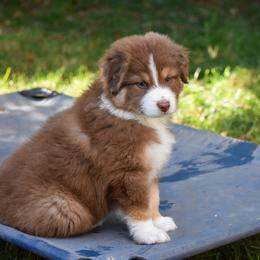 Australian Shepherd Puppies from Dream E River Ranch