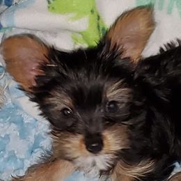 Frodo - Yorkshire Terrier