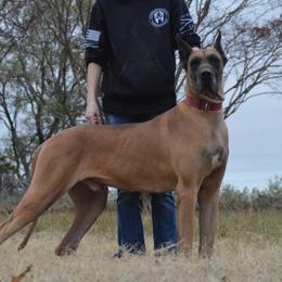 Icon - Great Dane