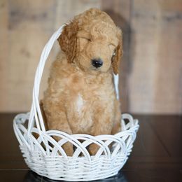 Goldendoodle and Sheepadoodle Puppies from Dewey Doodles