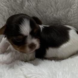 Rafiki AKC - Chocolate, tan and white male Yorkshire Terrier puppy in Labelle, Florida from Chocolate and Parti Yorkies in Florida