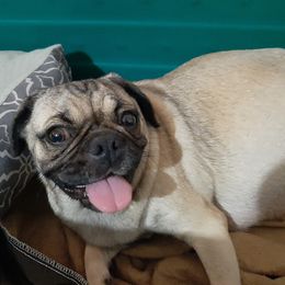 Hailan - Pug