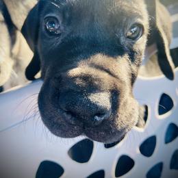 Great Dane Puppies from Ashli’s Great Danes