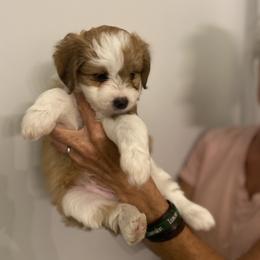 Boy 1 - Miniature Australian Shepherd puppy in Purvis, Mississippi from Rolling Oaks Farm - Deladios Kennels