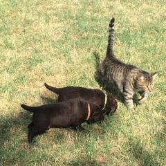 Chesapeake Bay Retriever Puppies from KBar Chesapeakes