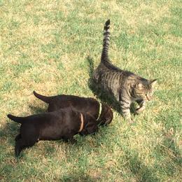 Chesapeake Bay Retriever Puppies from KBar Chesapeakes