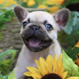 French Bulldogs from Hershe Kennel