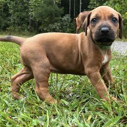 Rhodesian Ridgebacks from Rhodesian Ridgebacks of Greater Chattanooga