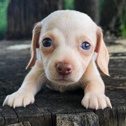 Dakota - Cream female Dachshund puppy in Industry, Illinois from KDKs Kennels