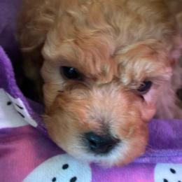 Light red female - Red  female Poodle puppy in Burien, Washington from South Sound Doodles