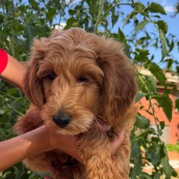 Bill - Red  male Goldendoodle puppy in Golden, Colorado from Golden Mesa Doodles
