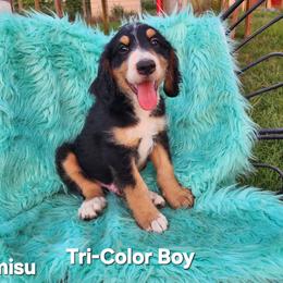 Sweet Pup's Tiramisu - Tri-color male Bernedoodle puppy in North Zulch, Texas from Sweet Pup Schnauzers