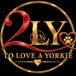 Yorkshire Terrier puppies from Lisa's Yorkshire Terriers