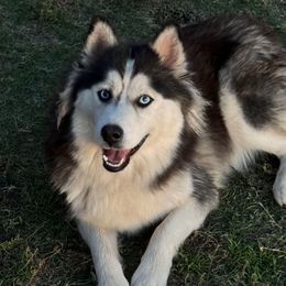 Juneau - Pomsky