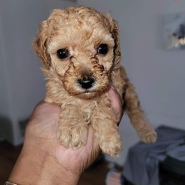 Poodle puppies from Pawsome Poodlez