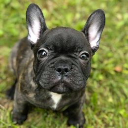 French Bulldogs from Far North Frenchies