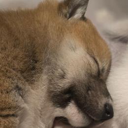 AKC Jinglebell - Red female Shiba Inu puppy in Jensen Beach, Florida from ScrapiShibas