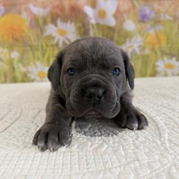 Atlas- Gray Fawn- Male - Gray and fawn male Cane Corso puppy in Loogootee, Indiana from Walnut Creek Cane Corso