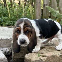 Pete Baby yellow - Black brown and white male Basset Hound puppy in Meyersdale, Pennsylvania from Susan's Basset Hounds