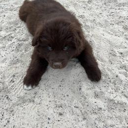 Spider-Man - Red & white male Australian Shepherd puppy in Whitwell, Tennessee from Owl Hollow Farm