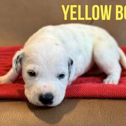 Dalmatian Puppies from Macey’s pups