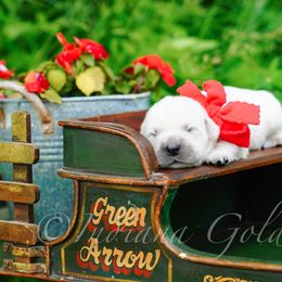Mr Red - Light golden male Golden Retriever puppy in Bedford, Indiana from Indiana Goldens