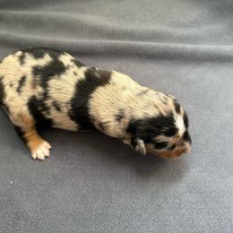 Twix - Black tri-color female Australian Shepherd puppy in Weeki Wachee, Florida from Ace of Spades Australian Shepherds
