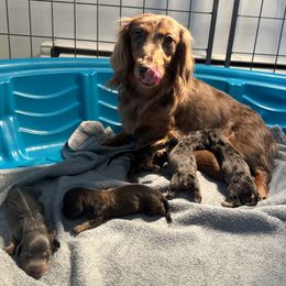 Dachshund puppies from The Long Dog Lounge of Montana
