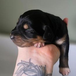 Seal - Black tri-color female Australian Shepherd puppy in London, Kentucky from Kenmont Kennels